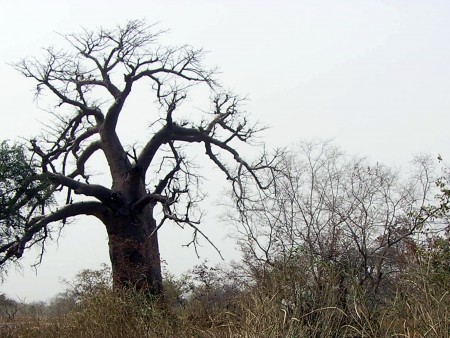 BAOBAB 2.jpg