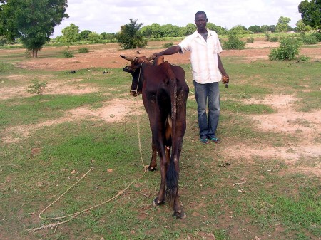 VACHE MAIGRE.JPG