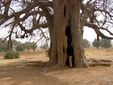 BAOBAB 1.jpg